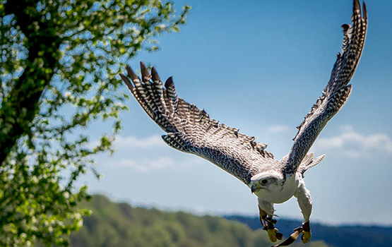 Gyrfalcon genome