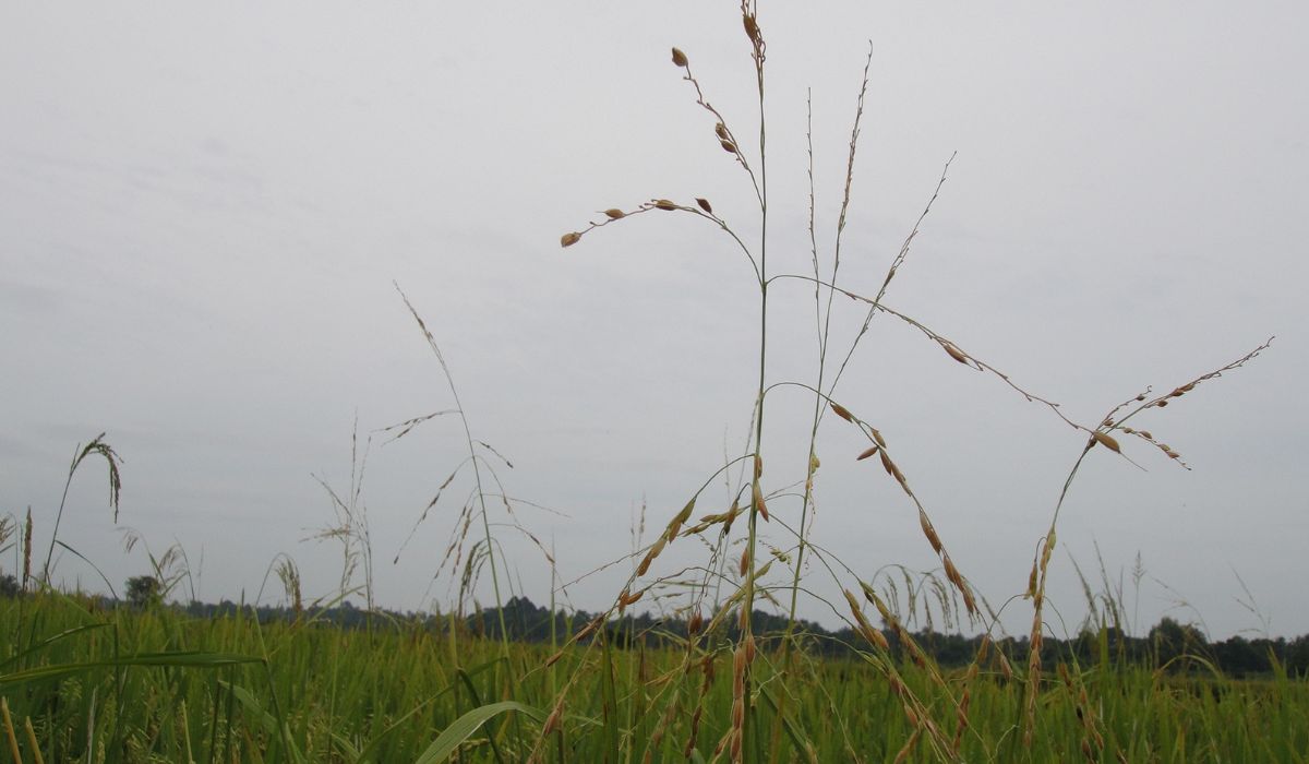 mature crops close up