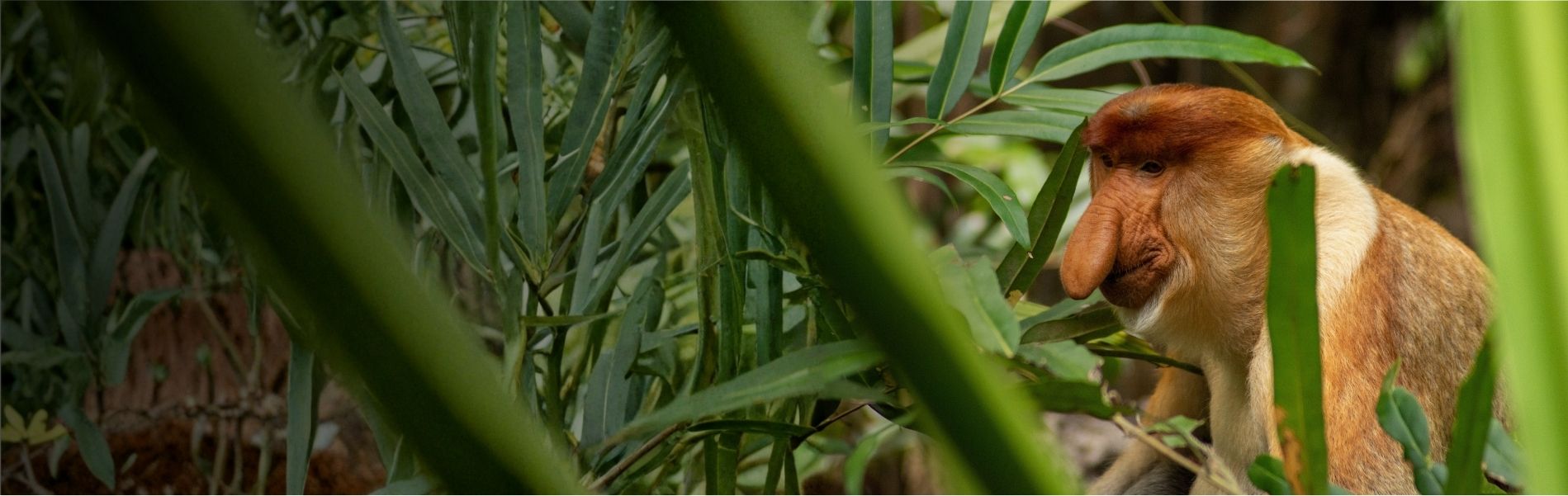 International Conference on Tropical Biodiversity, Conservation and  Genomics 2026 - School of Science
