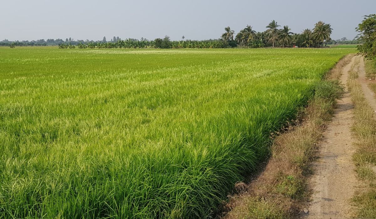 green paddy fields