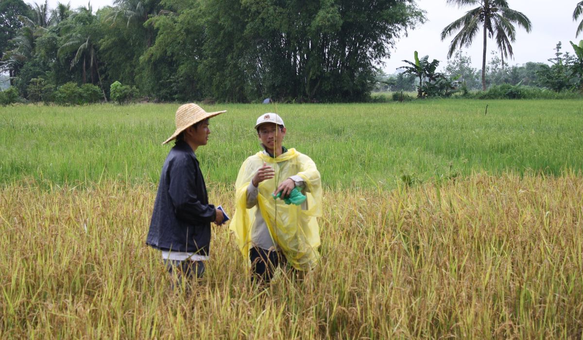 two people at paddy field