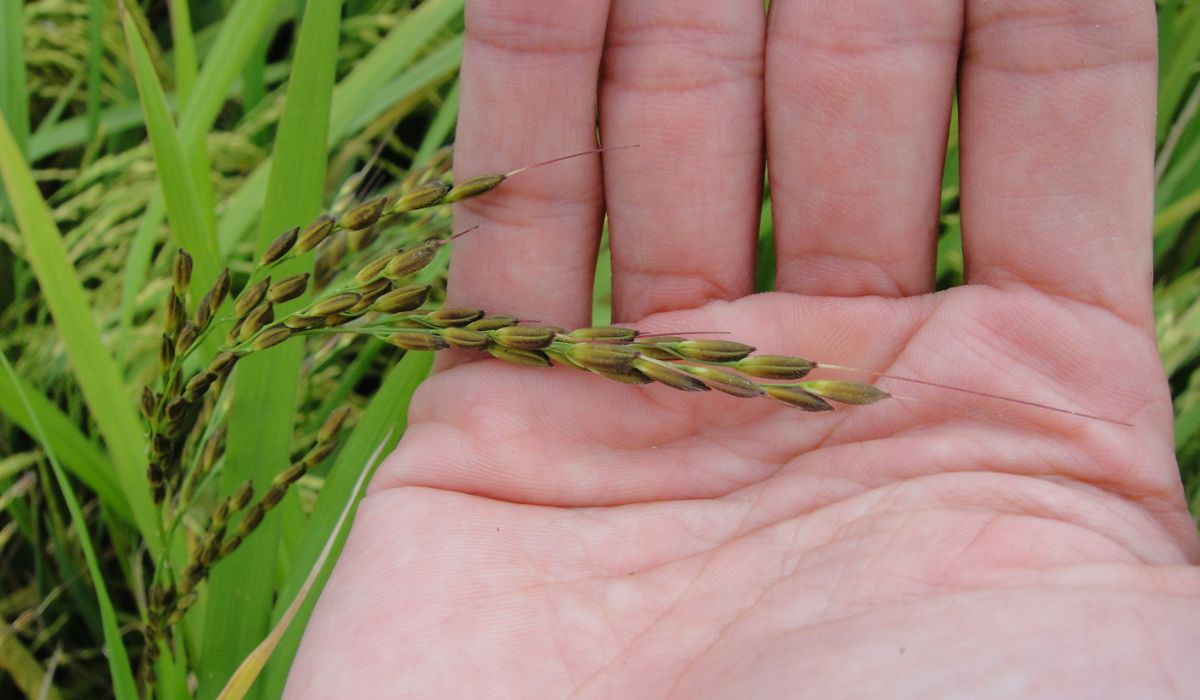 rice grain