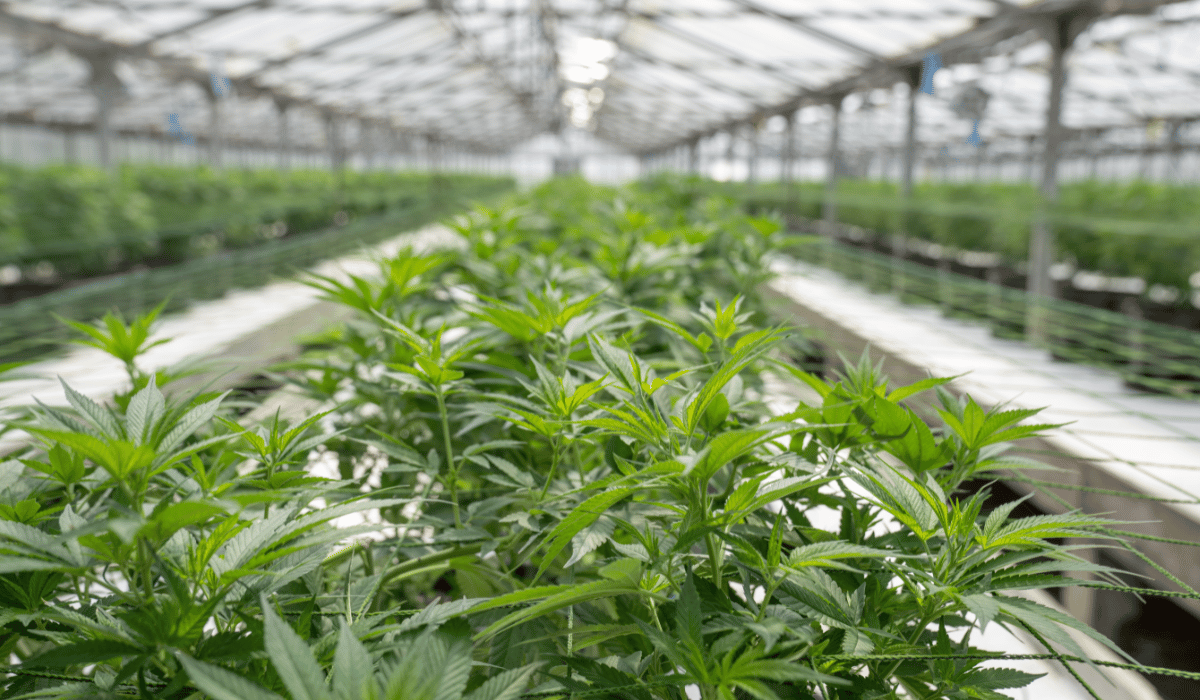 cannabis-research-school-of-pharmacy 2