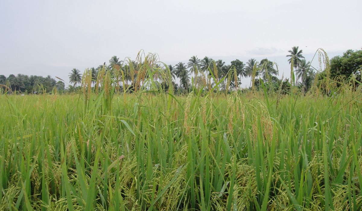 paddy field close up