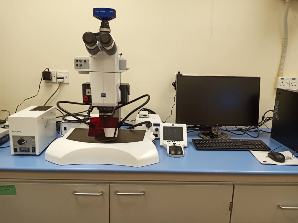 StereoZoom Microscope