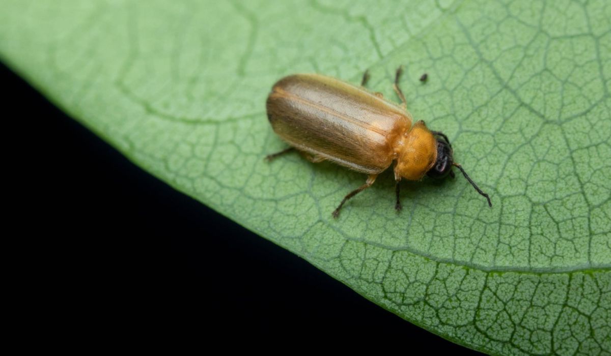 cute firefly
